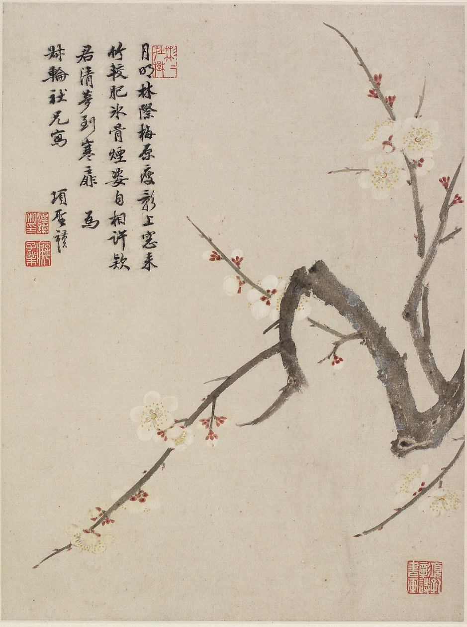 十六叶花相册中的朵朵梅花，1656（纸上的墨水和颜色） 作者 圣摩乡