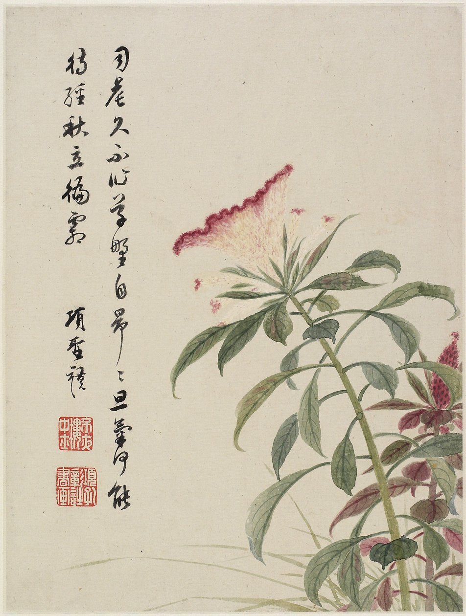 十六叶花相册中的公鸡梳子，1656（纸上的墨水和颜色） 作者 圣摩乡