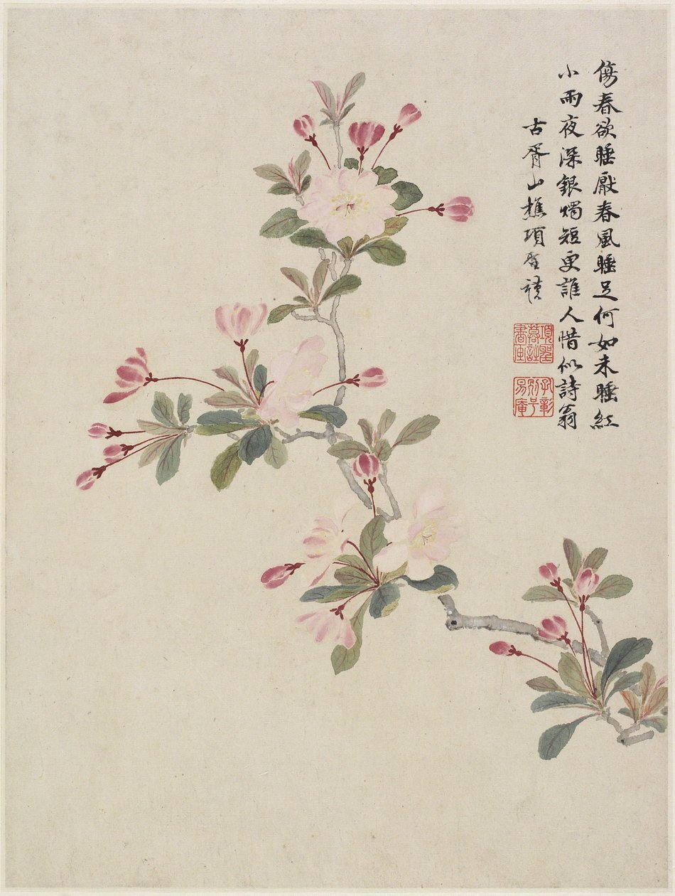 十六叶花相册中的螃蟹苹果花，1656（纸上的墨水和颜色） 作者 圣摩乡