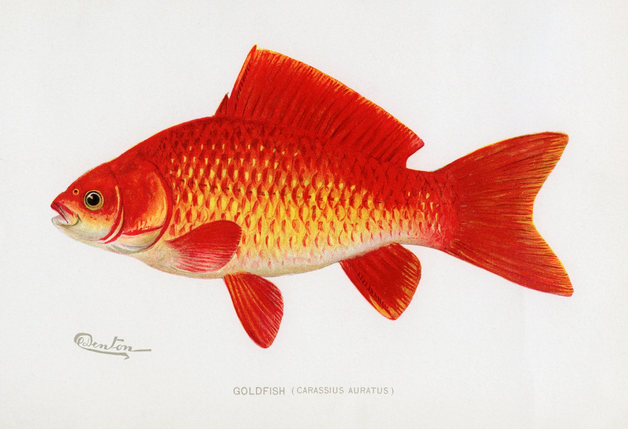 金鱼(Carassius auratus) 作者 谢尔曼富特丹顿