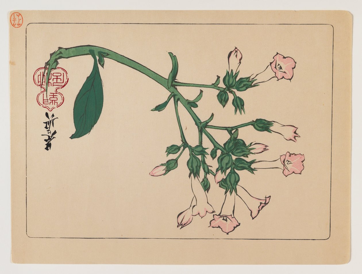 Hana Kurabe系列的开花植物，c.1880（木版彩色印刷） 作者 Shibata Zeshin
