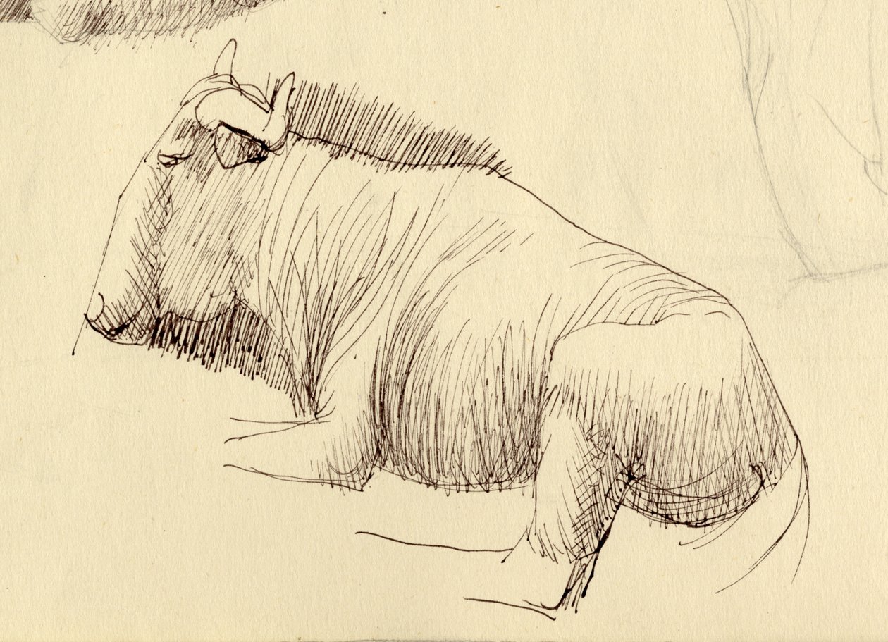 Gnu, c1951. 作者 雪莉·马卡姆