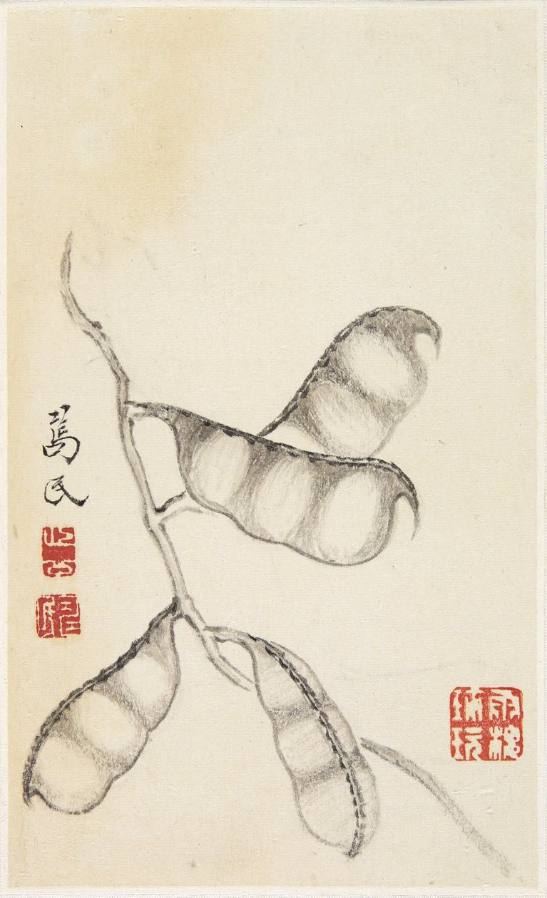 Pea Pods，来自蔬菜专辑（纸上墨水） 作者 寿敏片