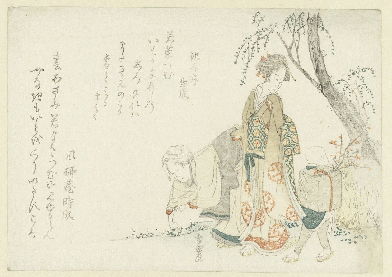 采集春天的七种草药 作者 修乐