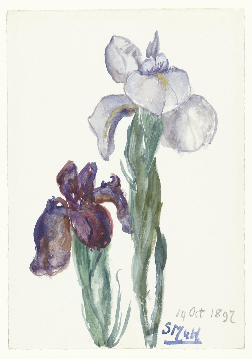 鸢尾花 作者 Sientje Mesdag van Houten