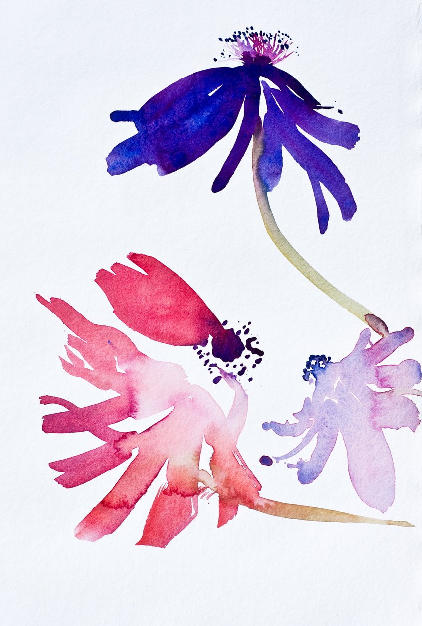 海葵 II》，2010 年（水彩画） 作者 西蒙·弗莱彻