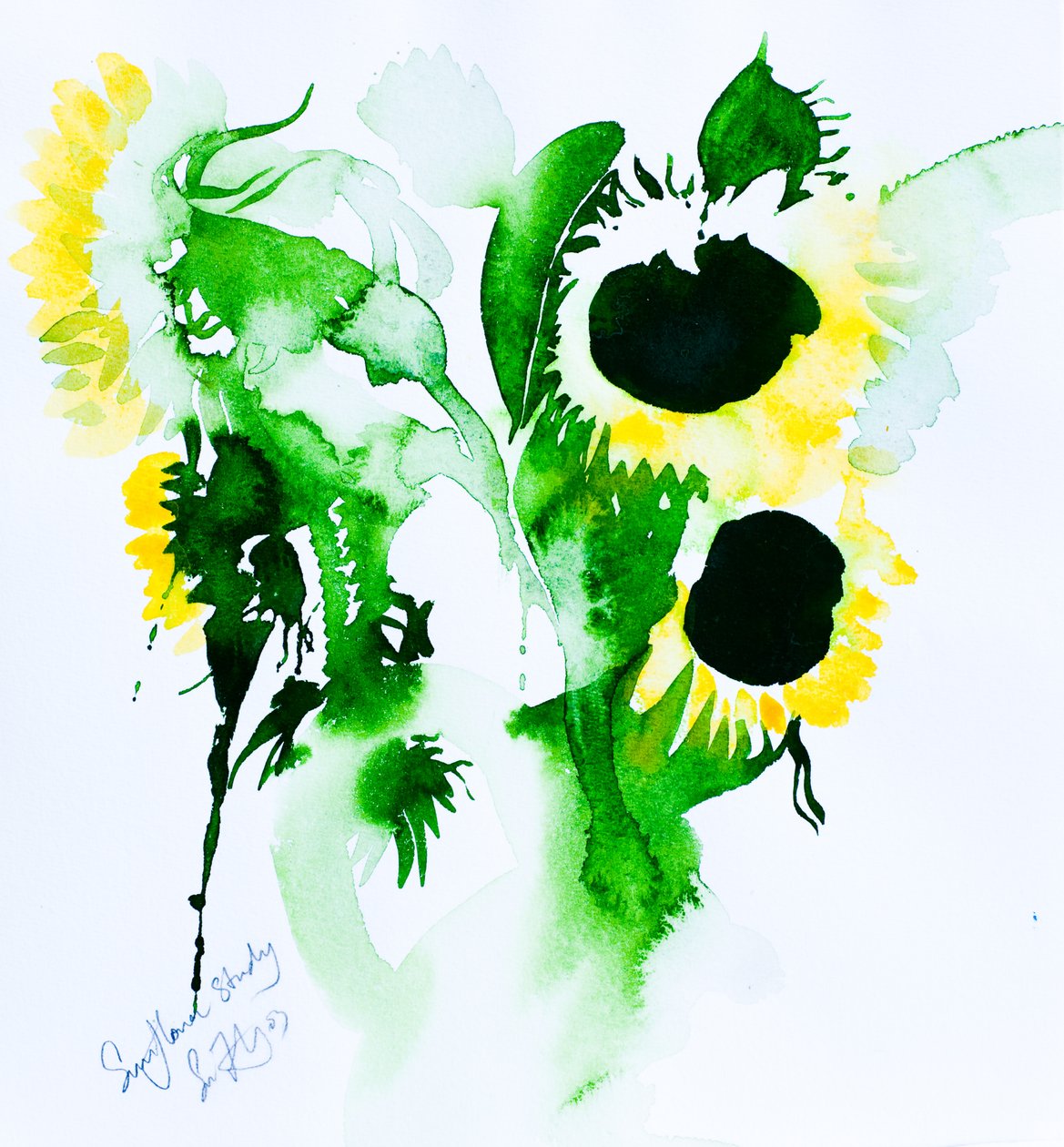 向日葵研究（纸上水彩画） 作者 西蒙·弗莱彻
