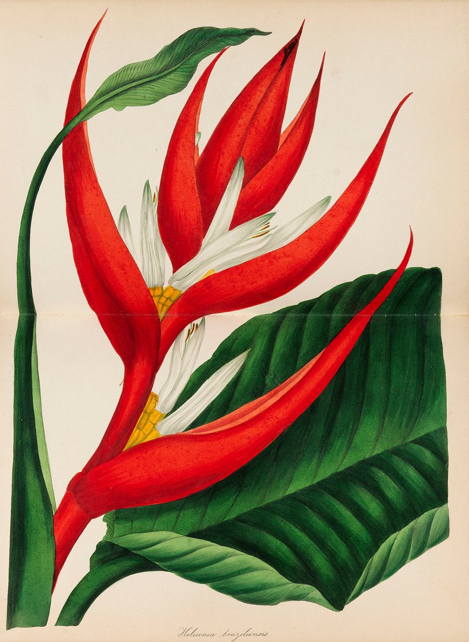 帕克斯顿的植物学杂志，1841年。 作者 约瑟夫·帕克斯顿爵士