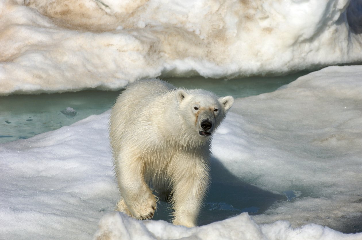 北极熊（Ursus maritimus）走过挪威斯瓦尔巴群岛的浮冰，2022 年（照片） 作者 西塞·布林伯格