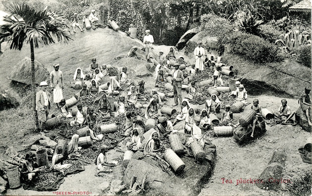 茶叶采摘者，锡兰，c.1900-1930 作者 Skeen and Co.