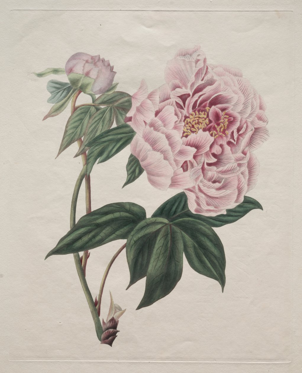 牡丹 作者 史密斯