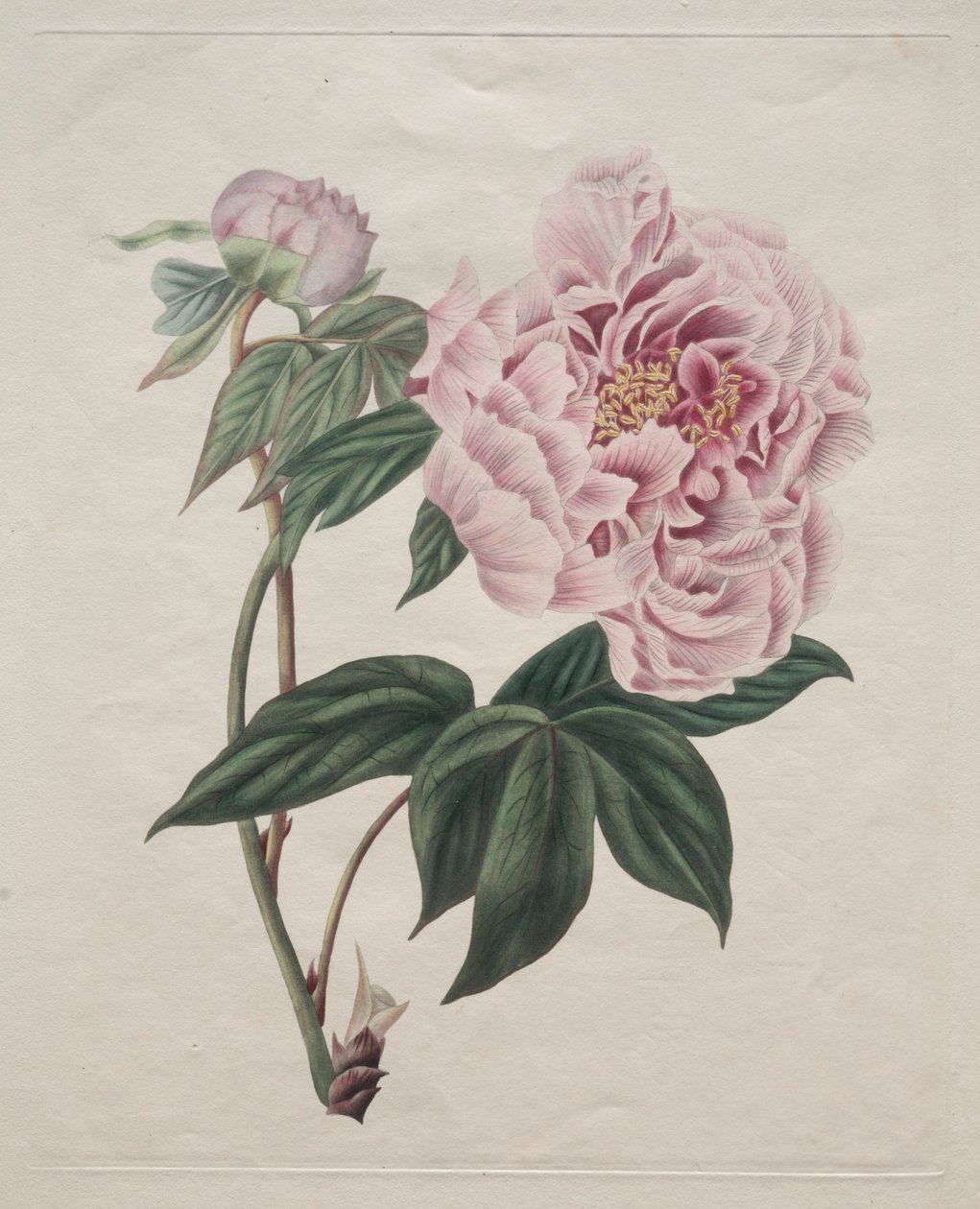 中国树状牡丹Paeonia suffruticosa，约1820年。 作者 史密斯