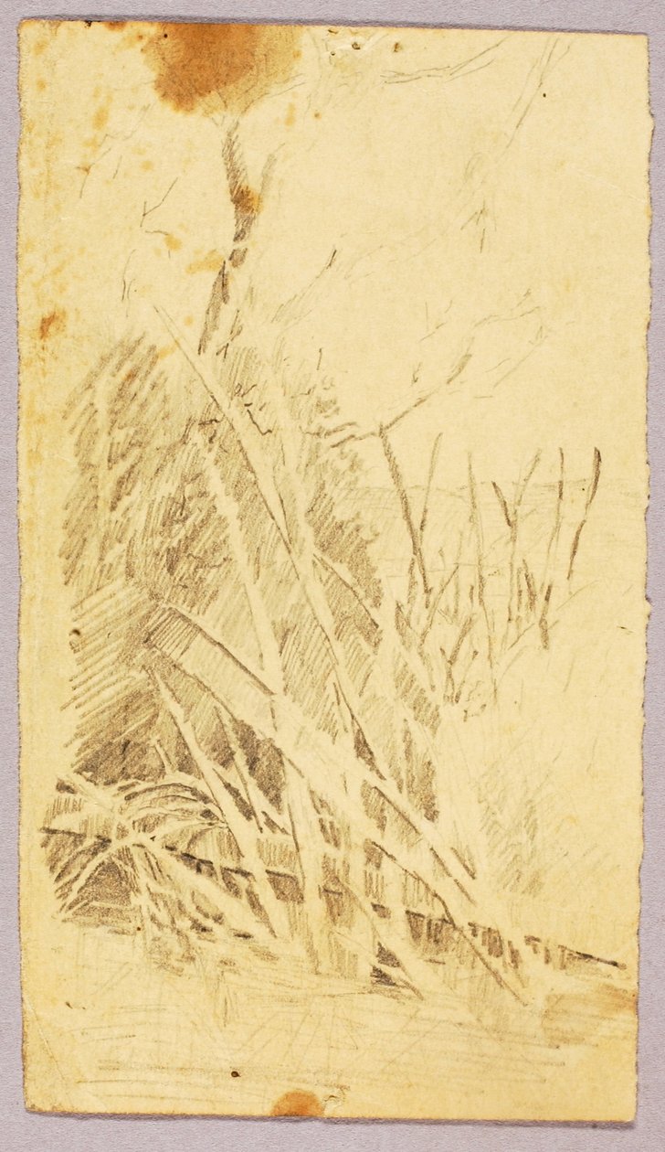 树叶 作者 梭伦·H·博格勒姆
