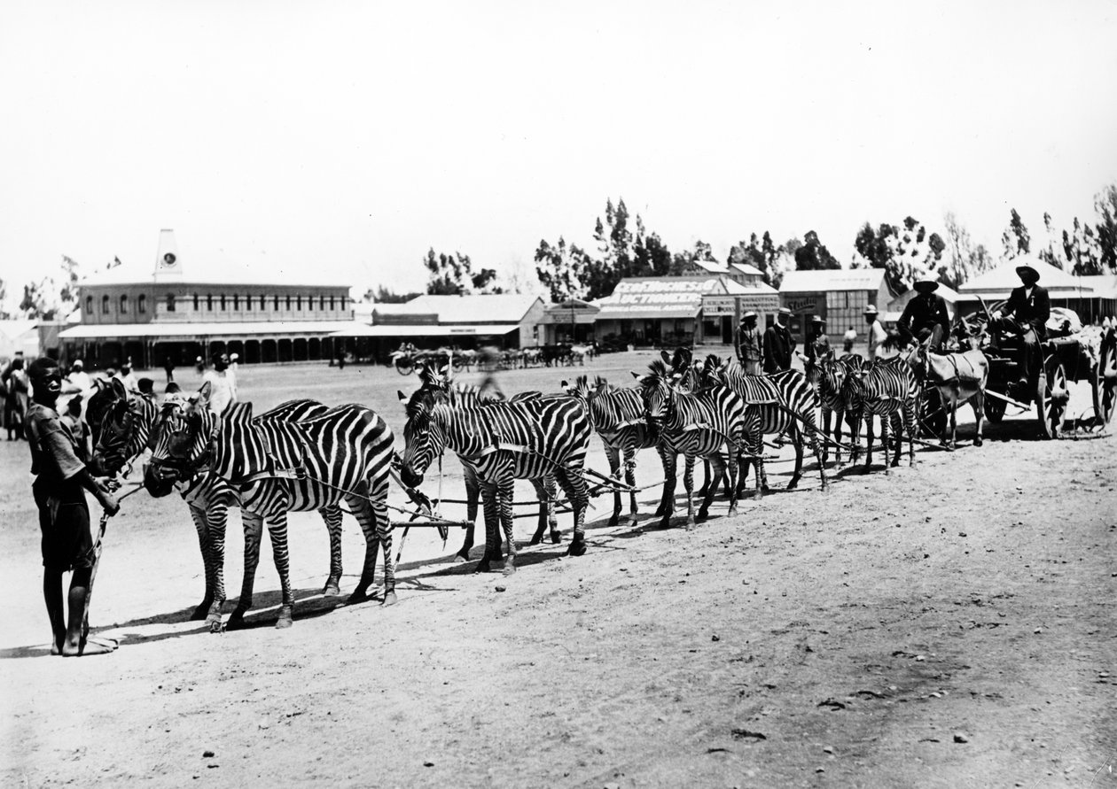 Zebra-Drawn Cart，c.1890 作者 南非摄影师