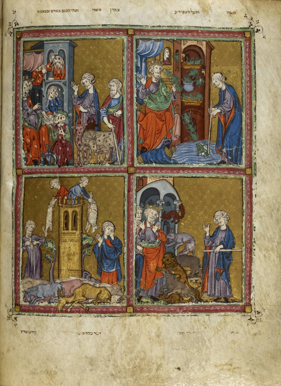 Add.27210，f.12v 出埃及记场景：虱子、青蛙、鼠疫和瘟疫之灾，插图选自 "金色哈加达"（牛皮纸上的墨水、彩色和金色）。 作者 西班牙语学校