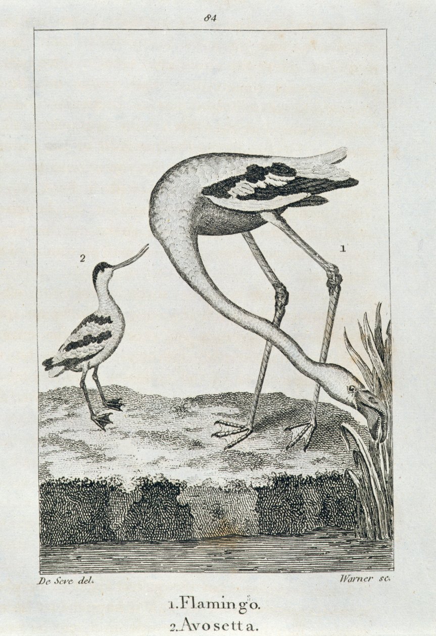 火烈鸟和Avosetta，来自地球和动画自然历史，1816年伦敦（铜板雕刻） 作者 西班牙语学校