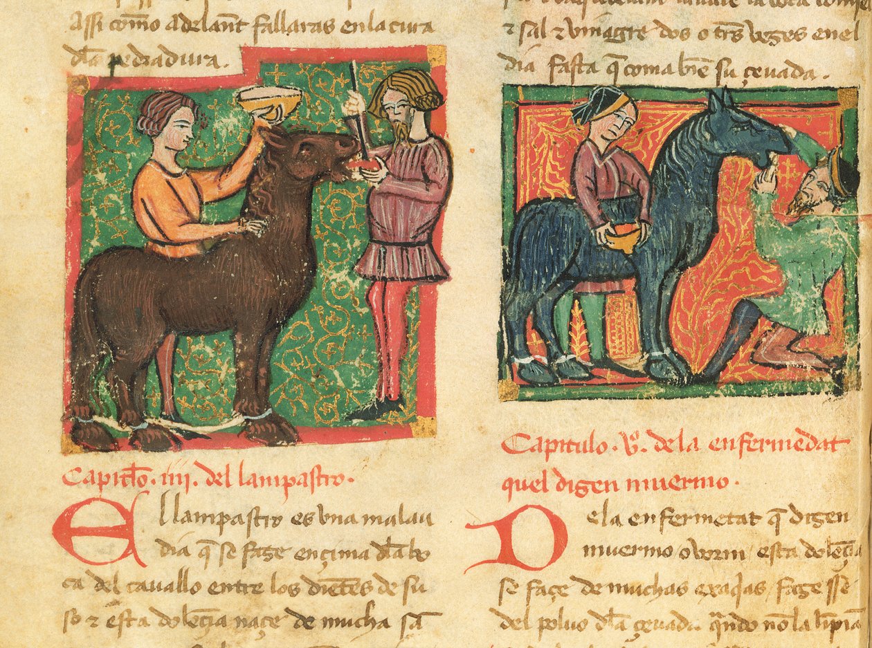 女士214 fol.26v治疗一只马的舌炎，来自Libro de Menescalcia y Albeyteria by Juan Alvarez，c.1390 作者 西班牙语学校