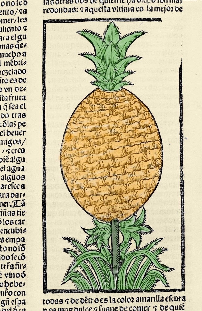 菠萝的表示法。 来自 Gonzalo Fernandez de Oviedo (Gonzalo) 或 Fernandez de，或 Hernandez de Oviedo y Valdes (1478-1557) 作者 西班牙语学校