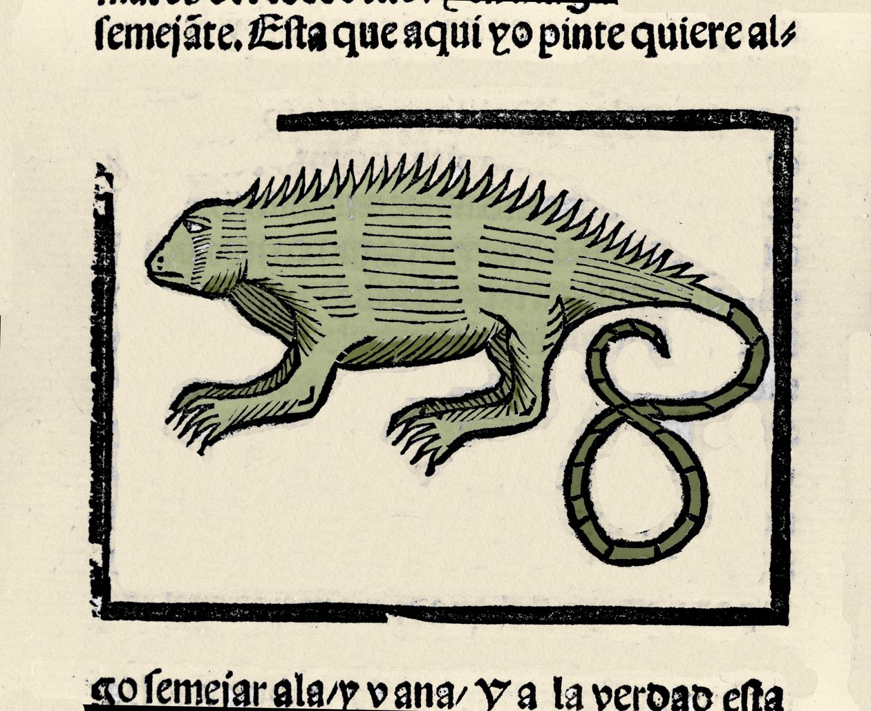 鬣蜥的表示。 来自 Gonzalo Fernandez de Oviedo (Gonzalo) 或 Fernandez de, ou Hernandez de Oviedo y Valdes (1478-1557) 作者 西班牙语学校