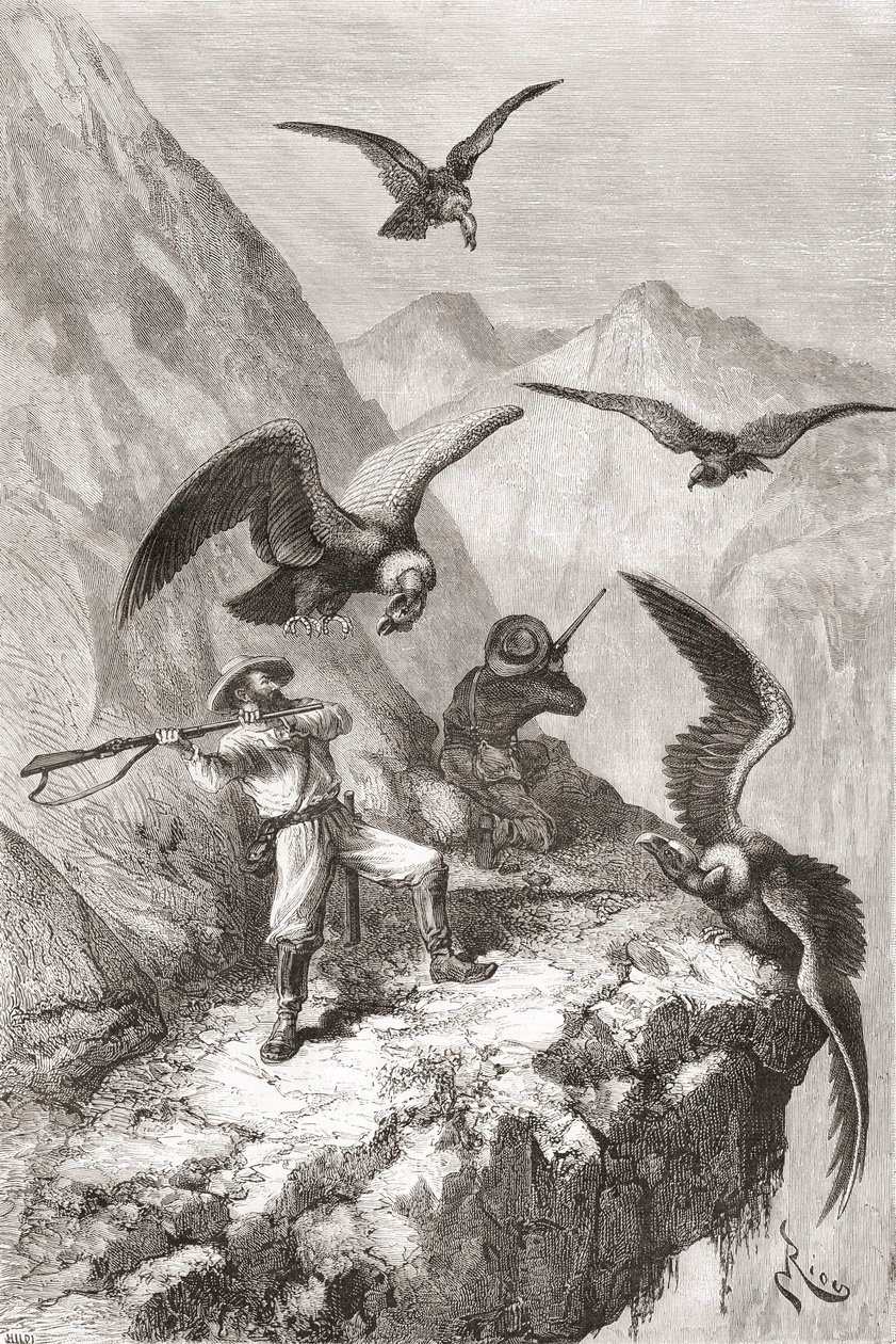 ÉdouardFrançoisAndré和他的同伴在1875  -  76年在安第斯山脉的山麓进行植物学探险期间遭到厄瓜多尔皮钦查省Calacali附近的秃鹰袭击 作者 西班牙语学校
