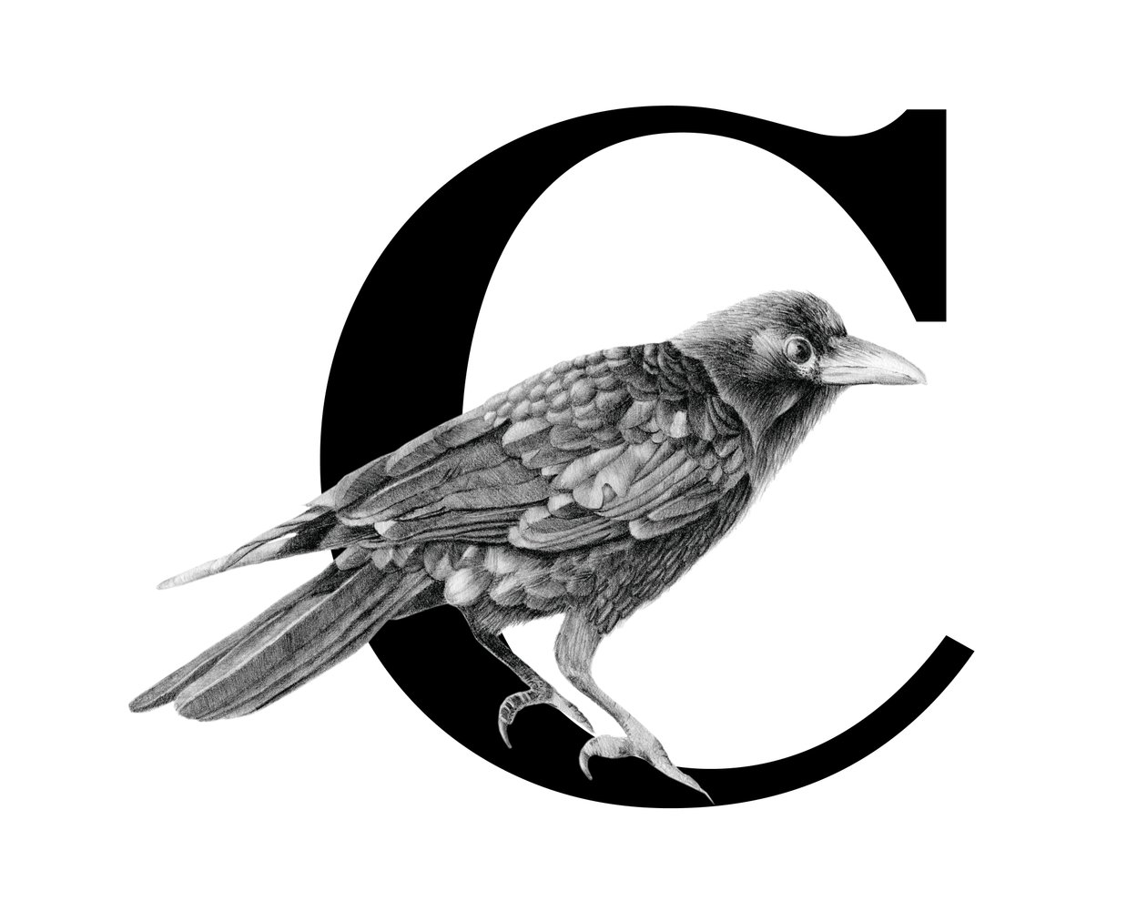 C 代表乌鸦，2018（石墨铅笔和数字） 作者 徐静雯