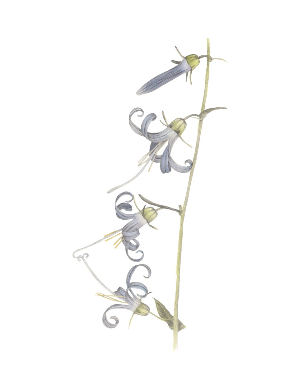 加州 Harebell，2015（石墨铅笔和水彩） 作者 徐静雯