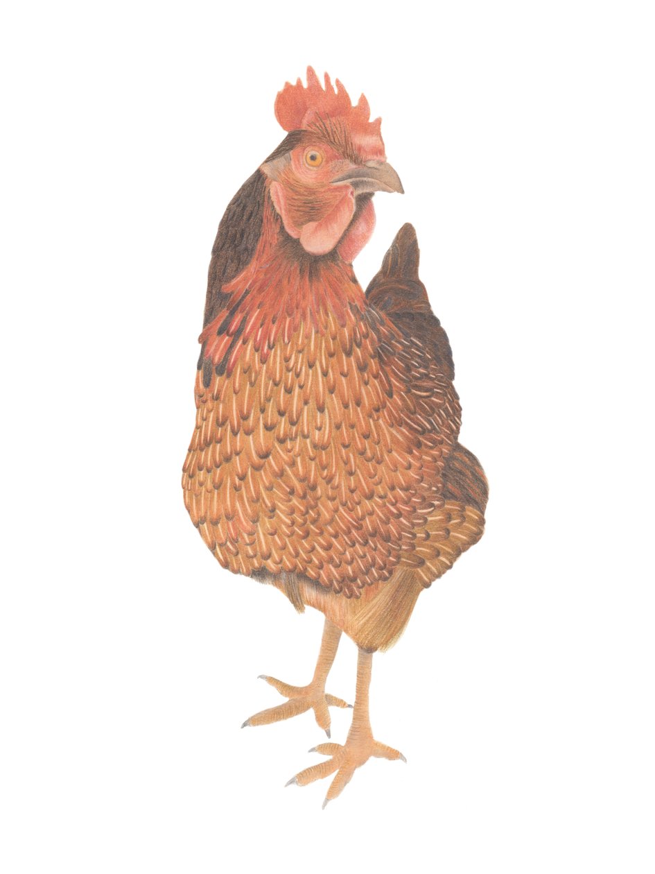 摩根船长，2013（彩色铅笔） 作者 徐静雯