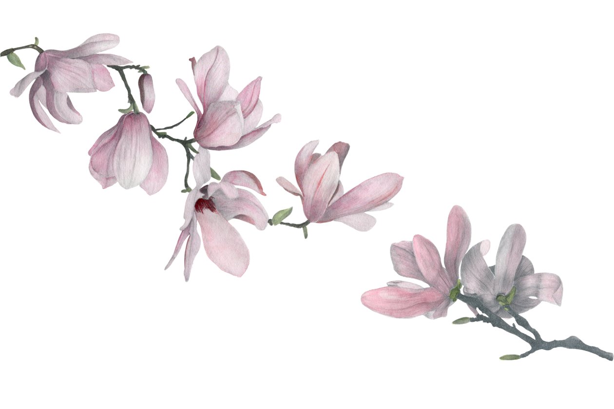 木兰，2015（石墨铅笔和水彩） 作者 徐静雯