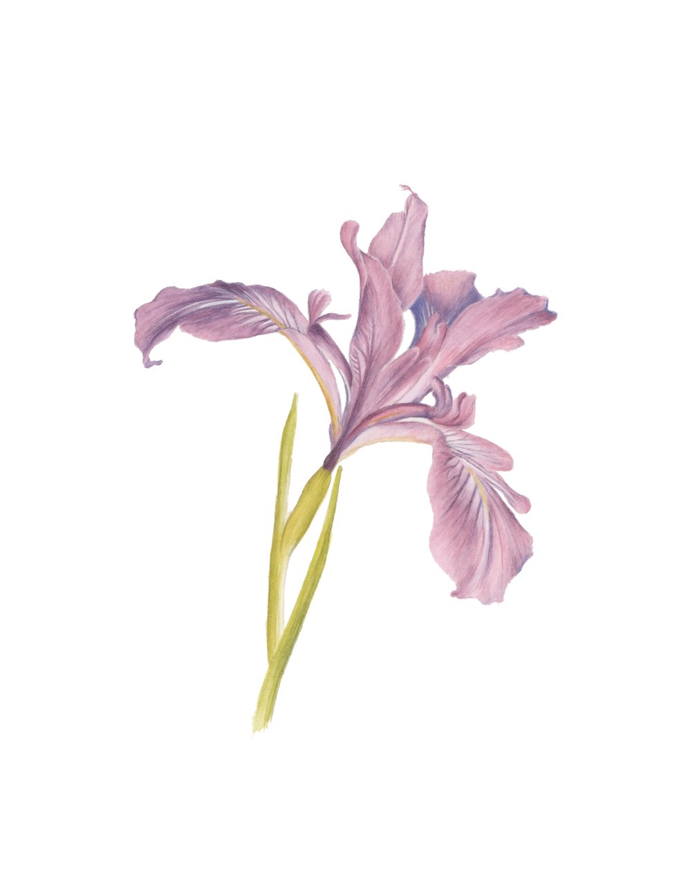 虹膜肖像，2013（水彩） 作者 徐静雯