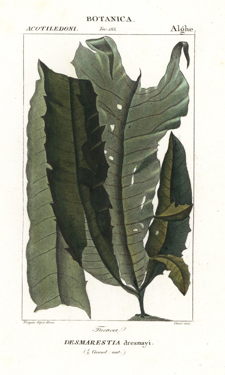 酸性杂草或美人鱼的头发，Desmarestia dresnayi 作者 stanghi stanghi