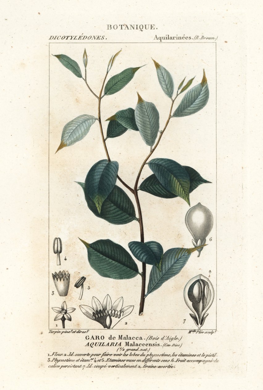 沉香，Aqualaria malaccensis 极度濒危 作者 stanghi stanghi