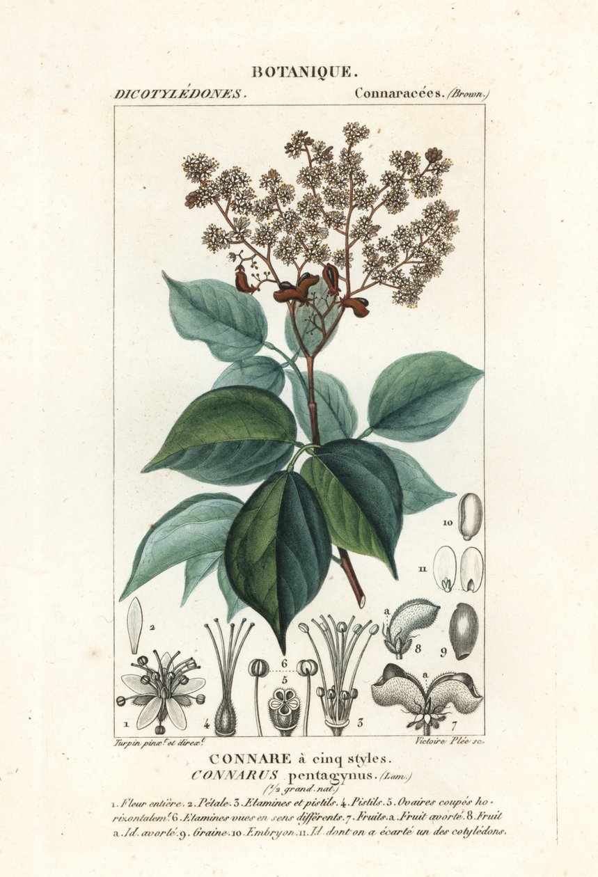 五花桧木 作者 stanghi stanghi