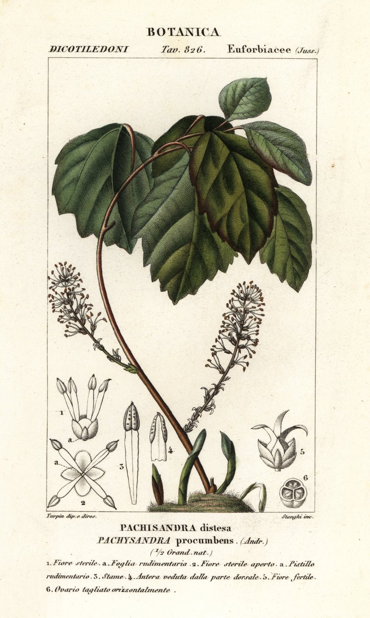 阿勒格尼刺，Pachysandra procumbens 作者 stanghi stanghi