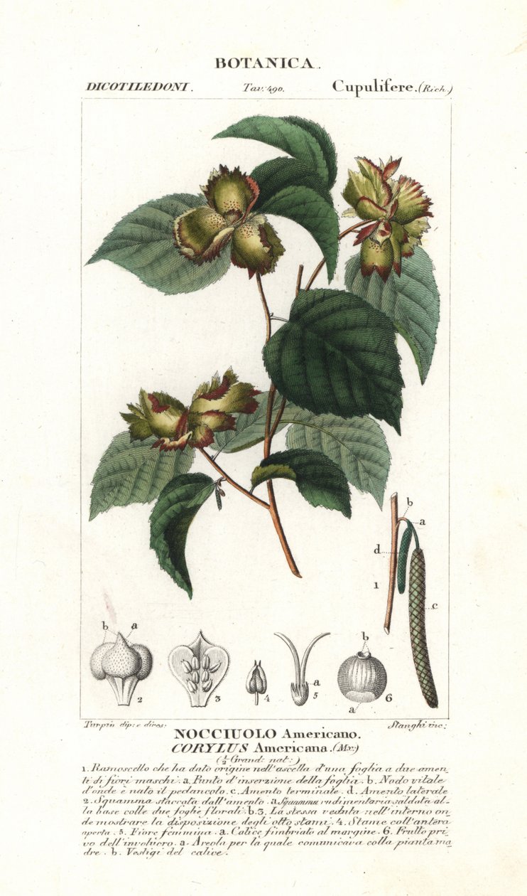 美国榛子，Corylus americana 作者 stanghi stanghi