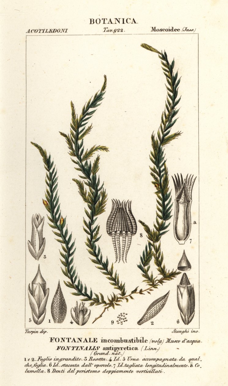 退烧 Fontinalis 苔藓、Fontinalis antipyretica 作者 stanghi stanghi