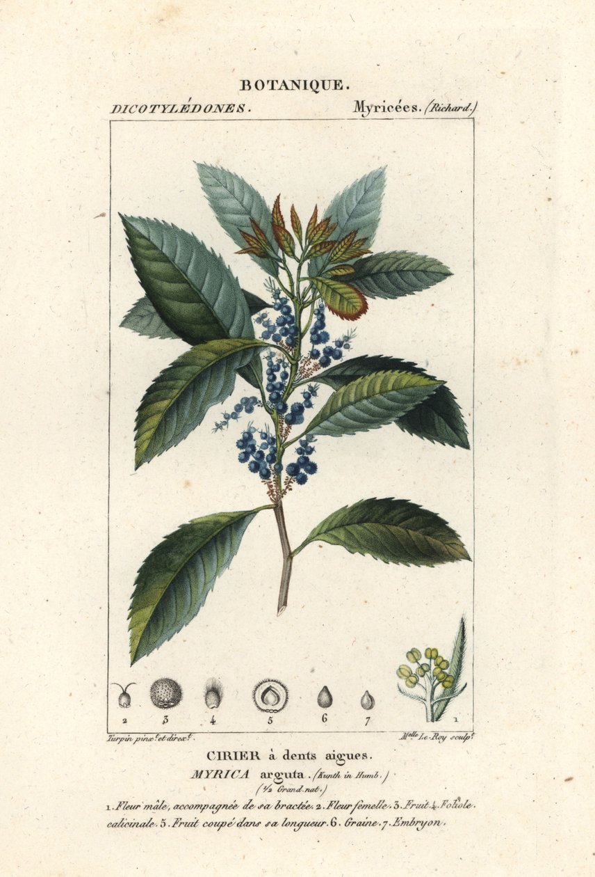 杨梅、毛莫雷拉 作者 stanghi stanghi