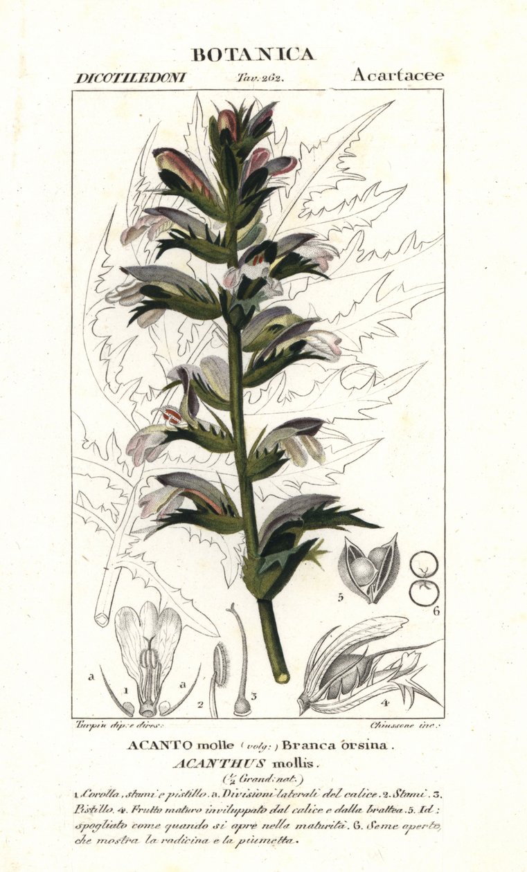 熊的马裤或海坞，Acanthus mollis 作者 stanghi stanghi