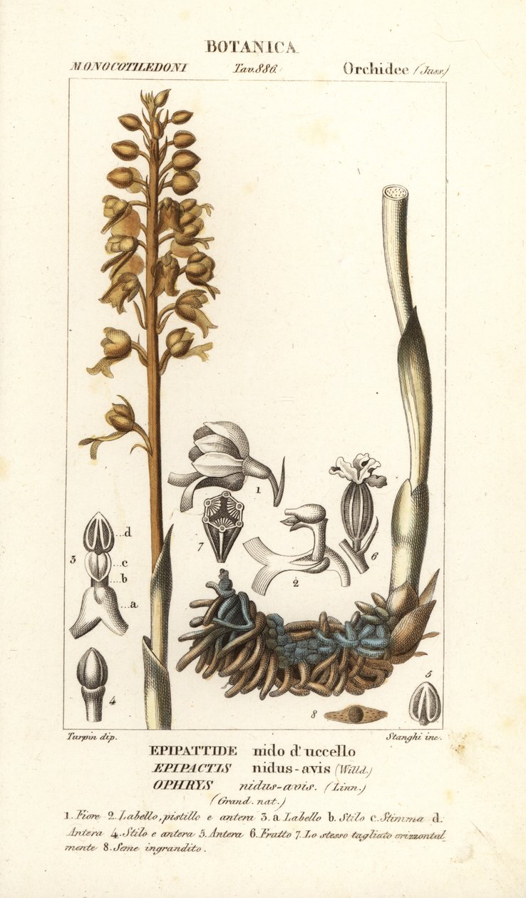 鸟巢兰花，Neottia nidus 黄蜂 作者 stanghi stanghi