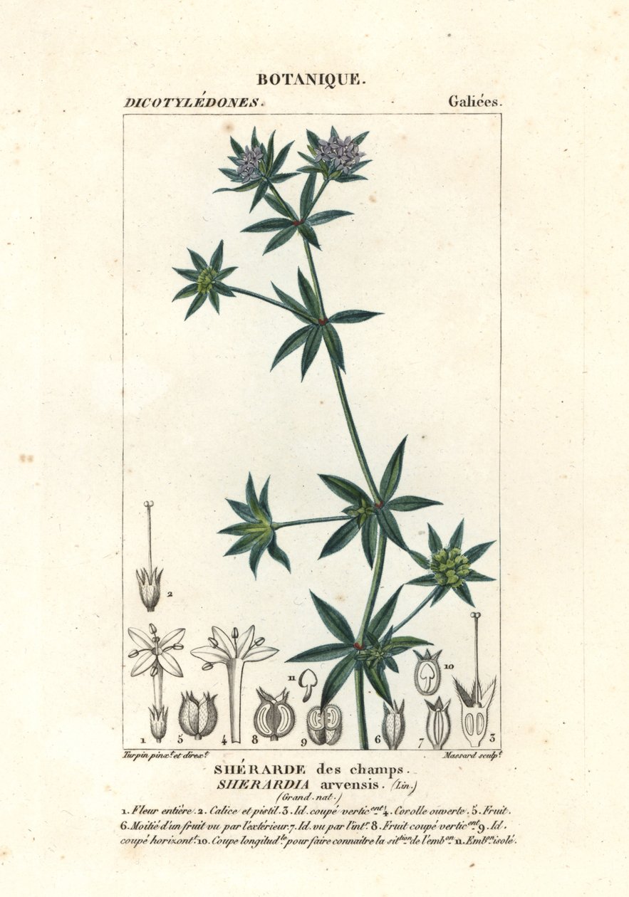 蓝田玉，Sherardia arvensis 作者 stanghi stanghi