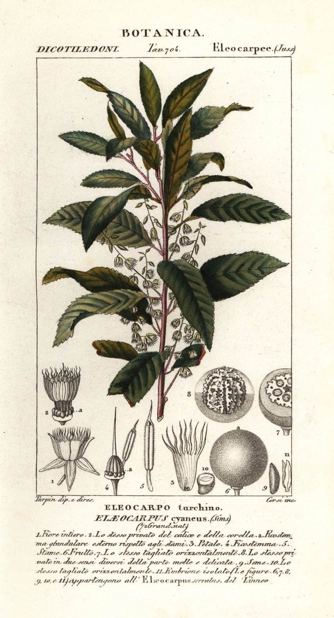 蓝莓灰，Elaeocarpus cyaneus 作者 stanghi stanghi