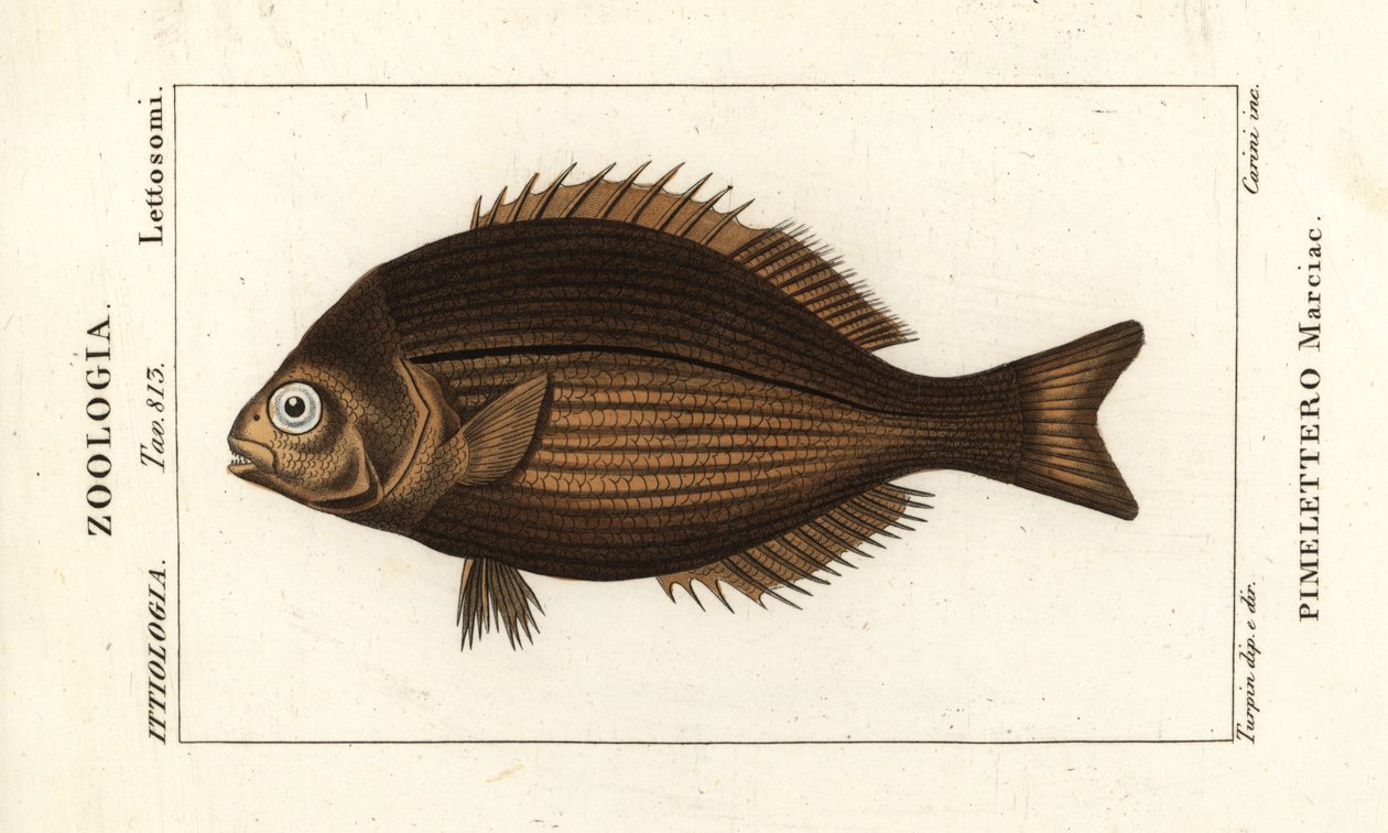 黄铜鲢鱼, Kyphosus vaigiensis 作者 stanghi stanghi