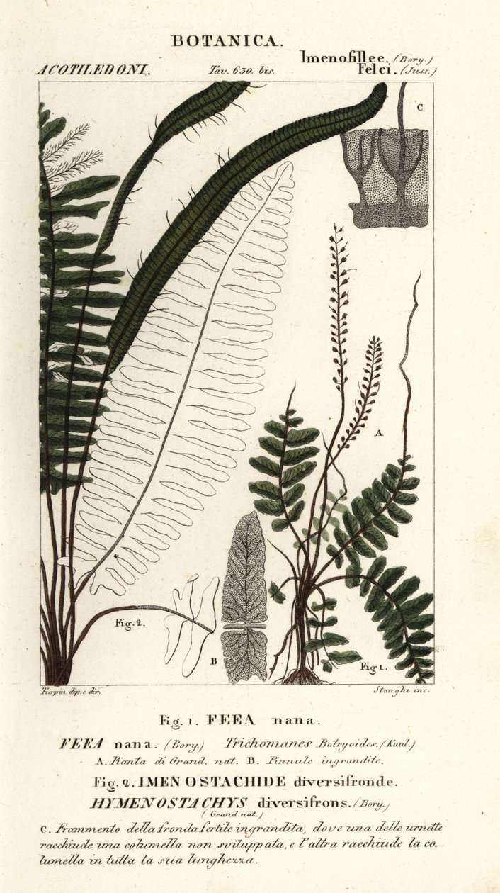 鬃毛蕨 (Trichomanes botryoides) 作者 stanghi stanghi