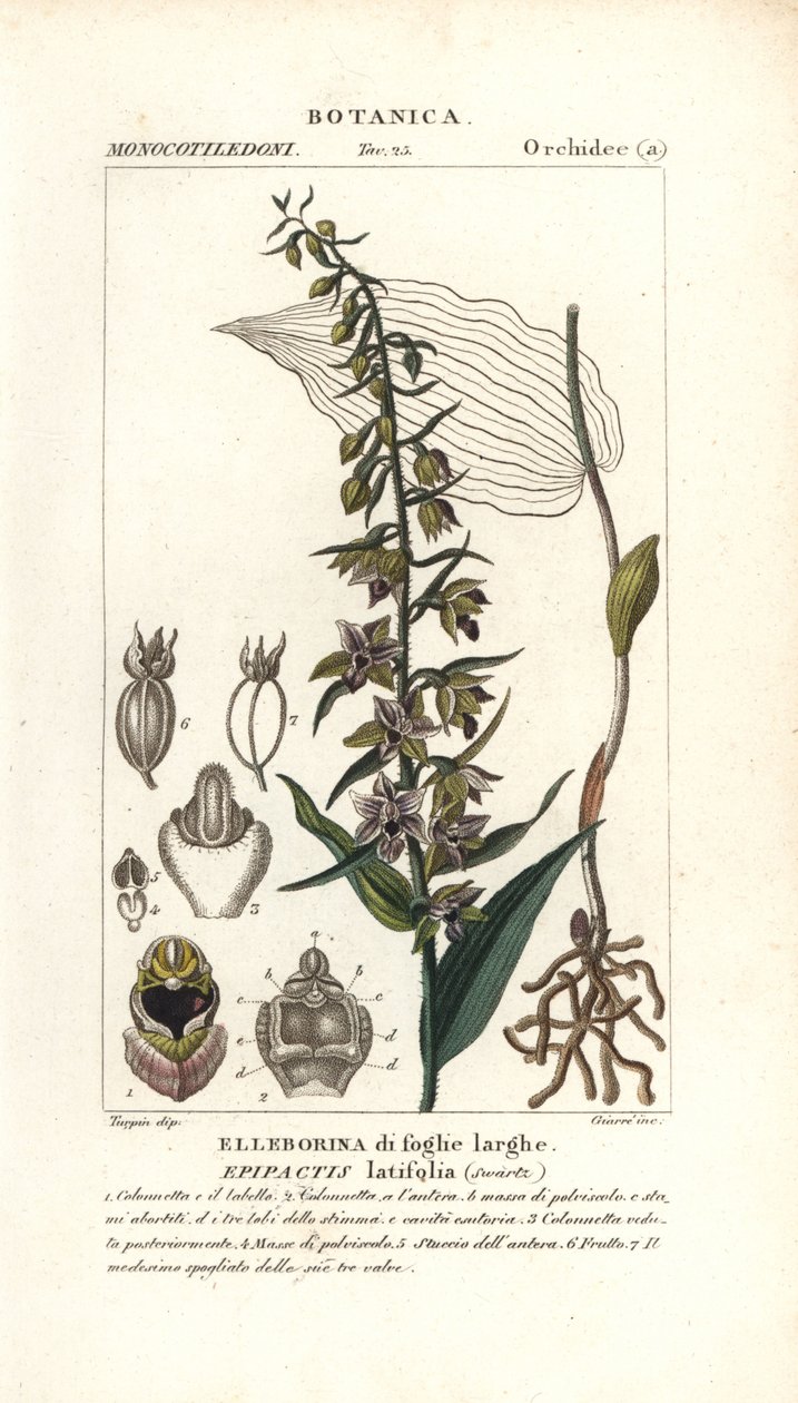 阔叶鹤望兰，Epipactis helleborine 作者 stanghi stanghi