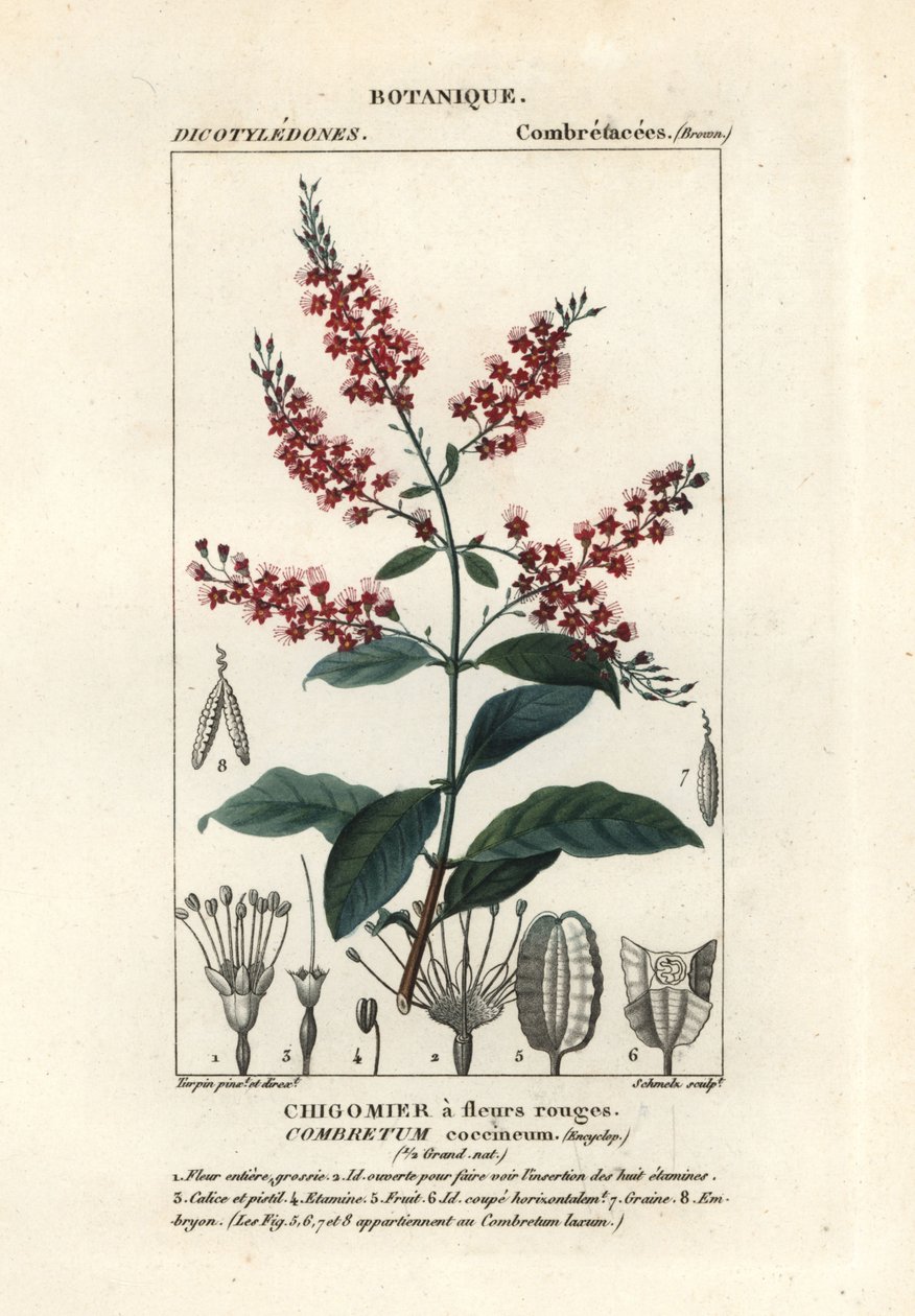 布什柳，Combretum coccineum 作者 stanghi stanghi
