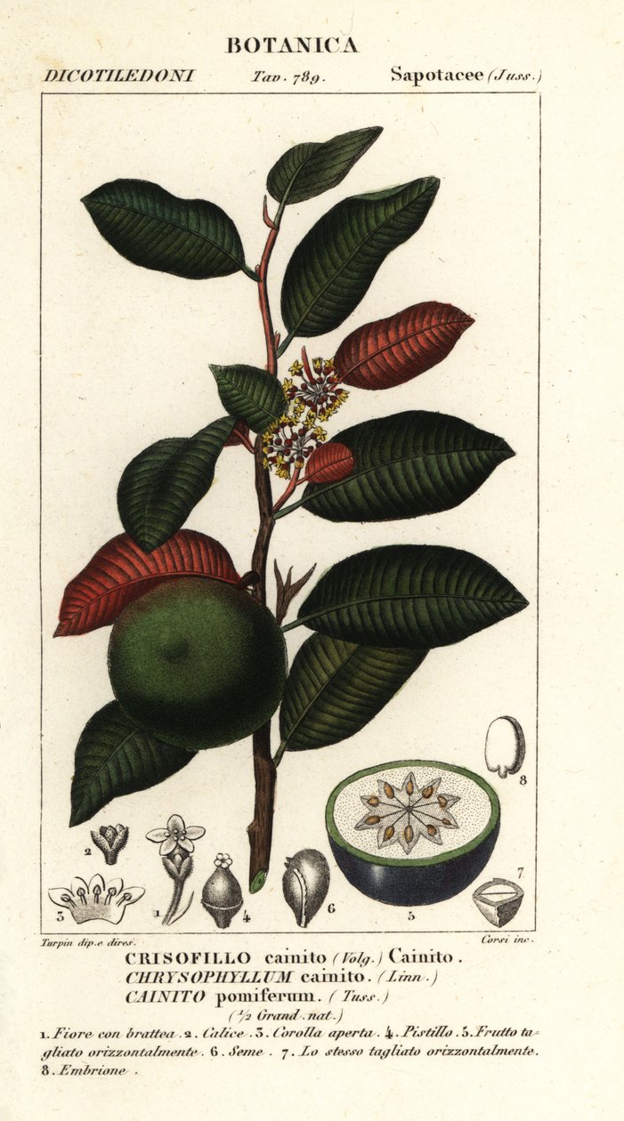 凯恩石、Chrysophyllum cainite 作者 stanghi stanghi