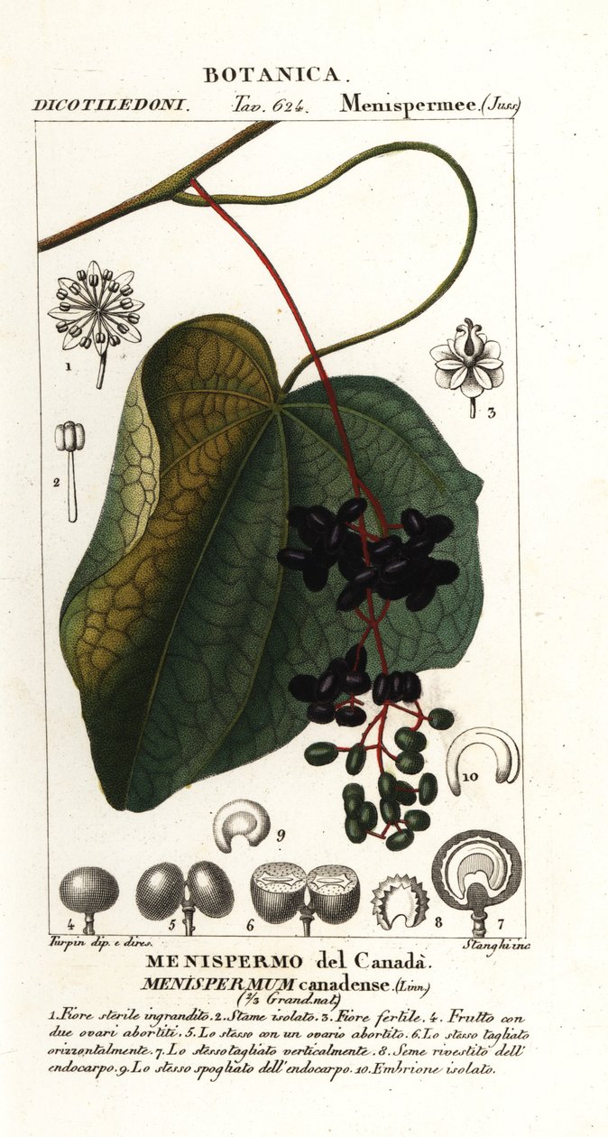 加拿大月季，Menispermum canadense 作者 stanghi stanghi