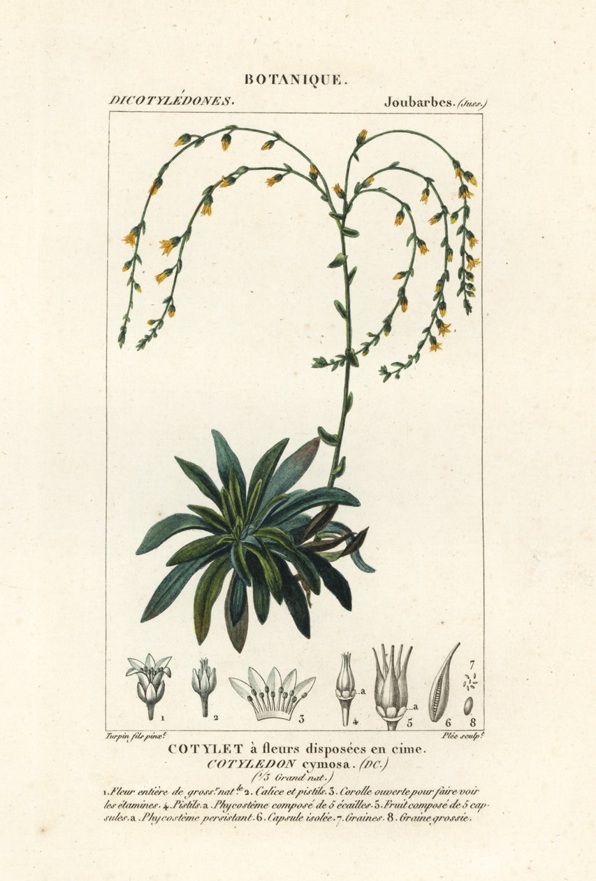 峡谷永生，Dudleya cymosa 作者 stanghi stanghi