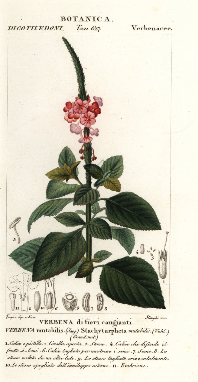 多变的绒莓，多变的Stachytarpheta 作者 stanghi stanghi