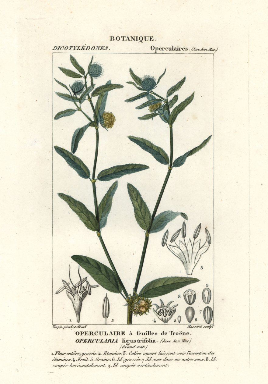 粗臭草、Operularia aspera 作者 stanghi stanghi