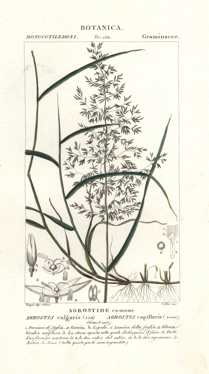 常见弯曲，Agrostis capillaris 作者 stanghi stanghi
